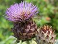 Cynara cardunculus